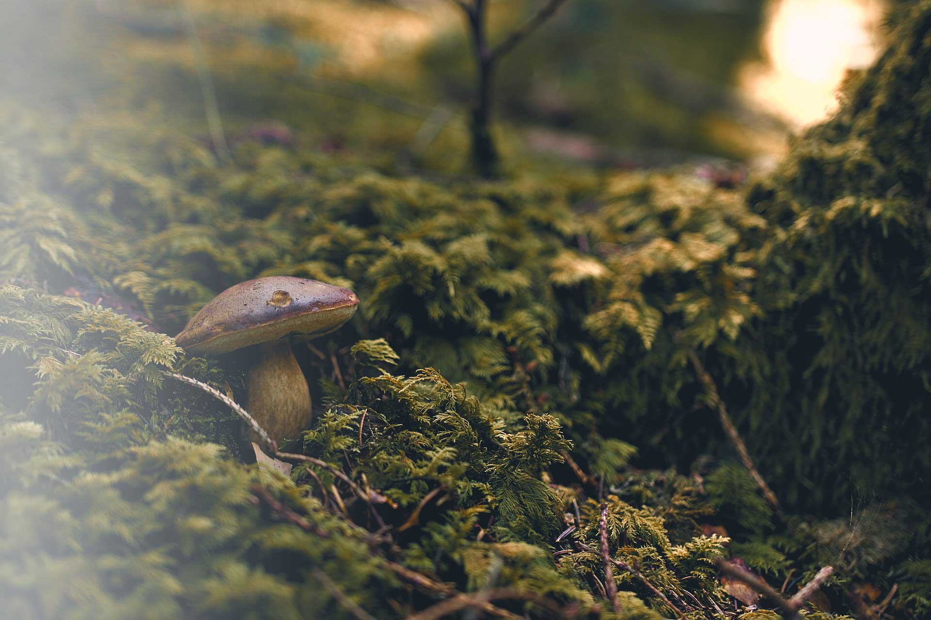 Goblincore aesthetic, or why we have fallen in love with mushrooms, mosses and lichens